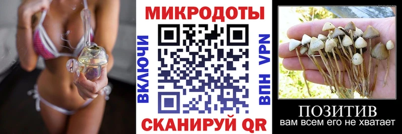 где продают   Чадан  Галлюциногенные грибы Psilocybe 